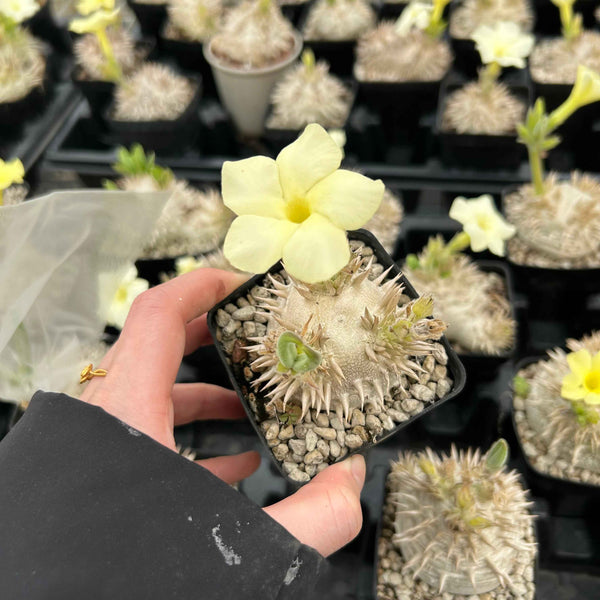 The flower color of P. brevicaule subsp. leucoxanthum is not always pure white - BotanicalCollector