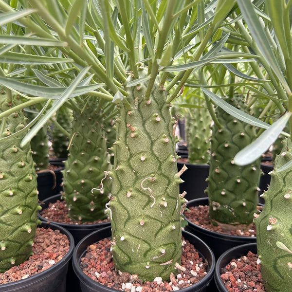 About the Flowers of Euphorbia monteiroi detail featured