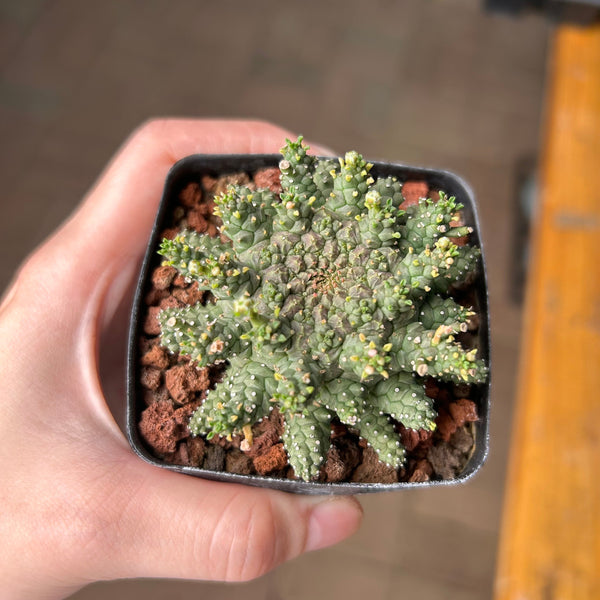 F1 hybrid of Euphorbia brevirama and Euphorbia suppressa detail featured