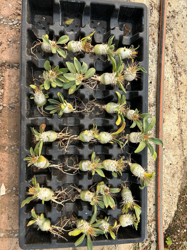 Pachypodium namaquanum bare-root specimen showing sculptural form and exposed roots