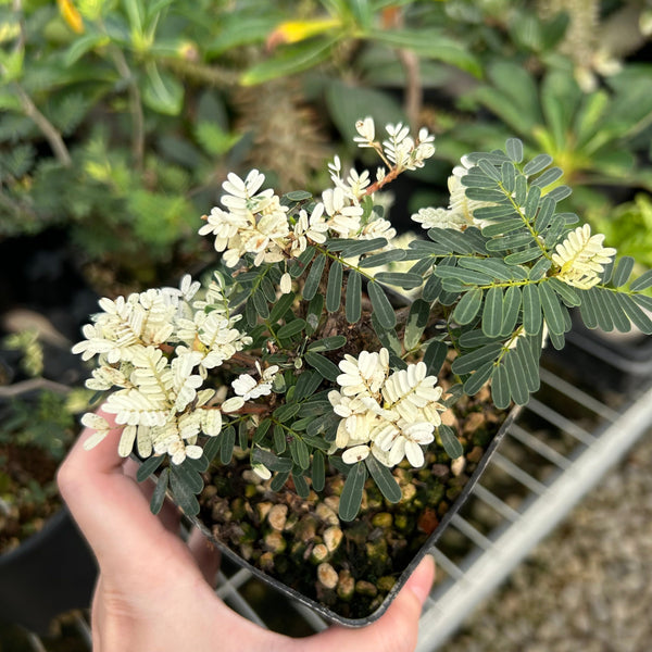 Variegated Senna meridionalis detail featured
