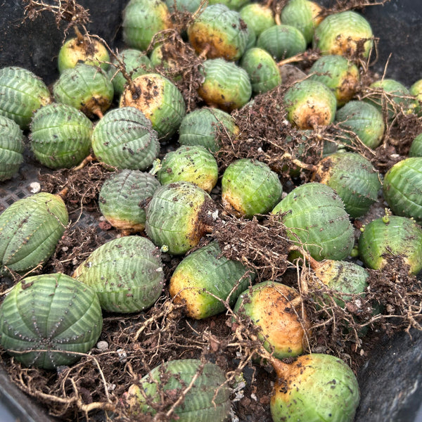 Euphorbia obesa bare-root specimen showing rounded form and exposed roots