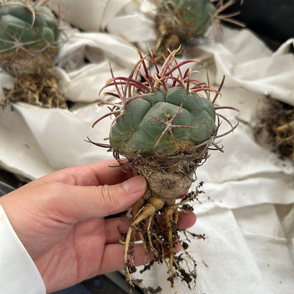 Thelocactus hexaedrophorus | Bare-root display