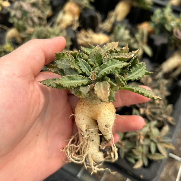 Euphorbia tulearensis | Bare-root display-Bare-root plants photo collection-BotanicalCollector