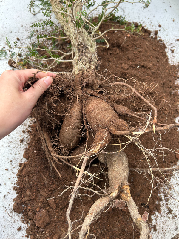 Unpotting an Operculicarya pachypus