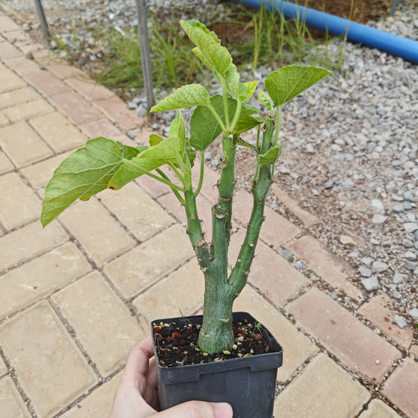 Adenia keramanthus — plant photograph 1