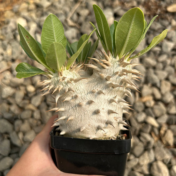 Pachypodium eburneum