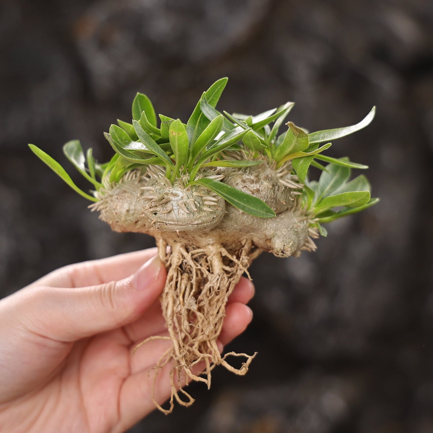 Pachypodium brevicaule