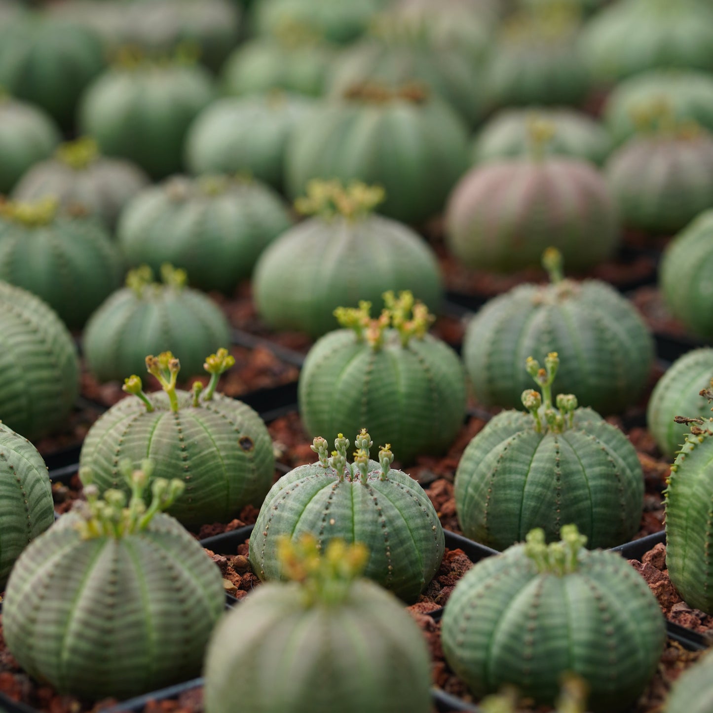 Euphorbia obesa 10Pcs