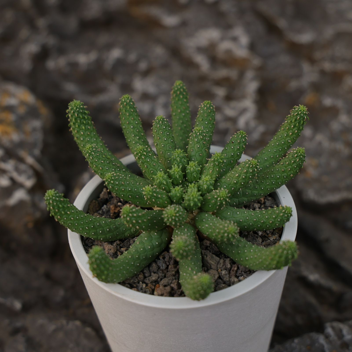 Euphorbia esculenta-Euphorbia-W8-10cm-image-5