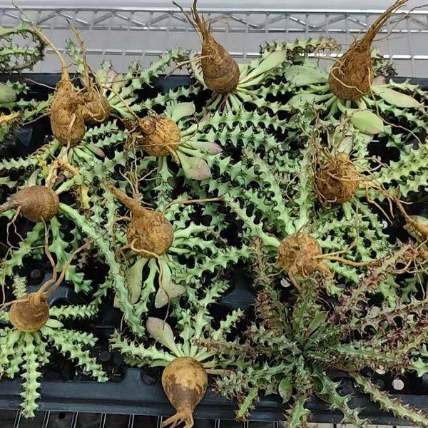 Euphorbia fanshawei - BotanicalCollector