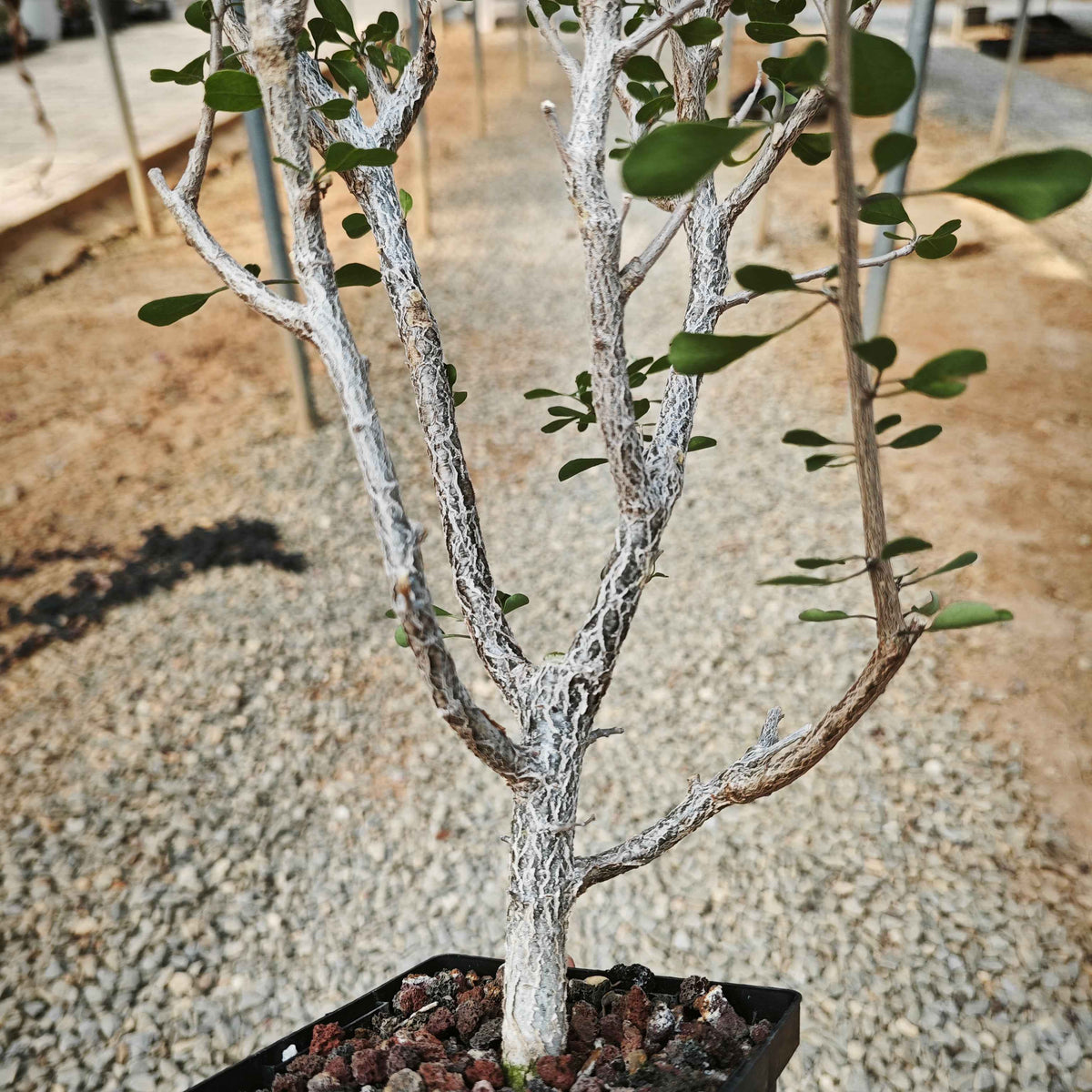 Euphorbia agatheae |WYSIWYG-Euphorbia-H15-20cm-image-1