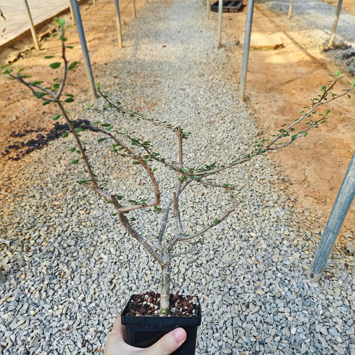 Euphorbia agatheae |WYSIWYG-Euphorbia-H15-20cm-image-2