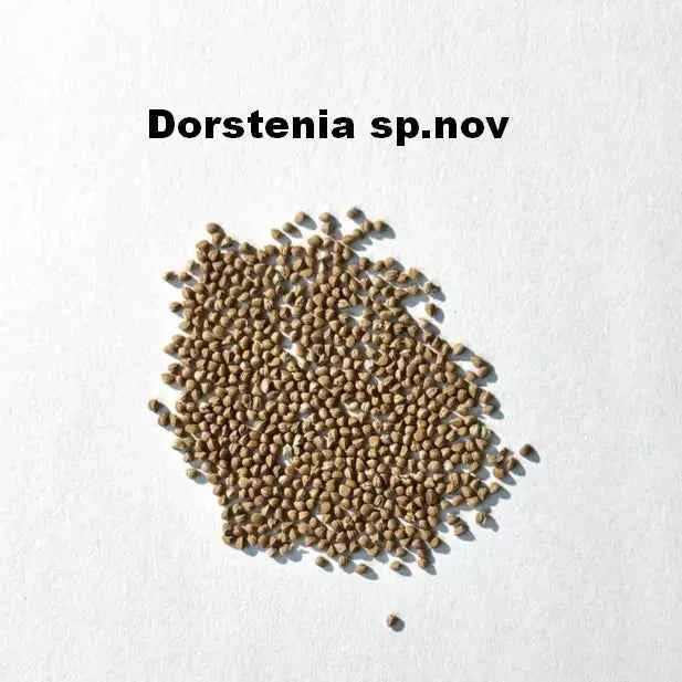 Dorstenia sp.nov Seeds-image-1