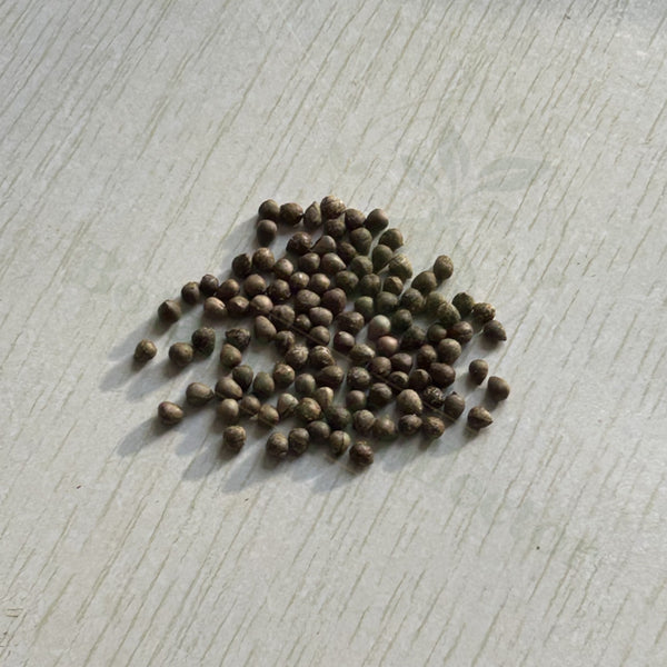 Euphorbia obesa Seeds