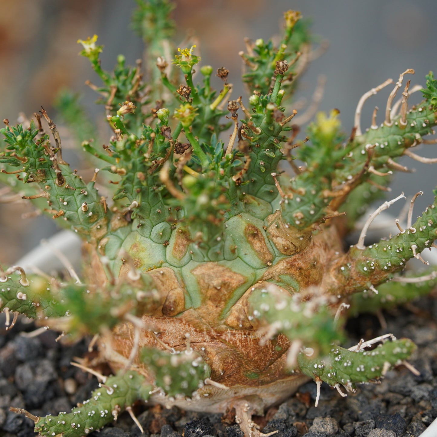 Euphorbia decepta