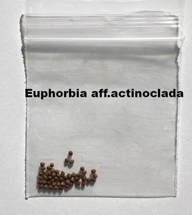 Euphorbia aff.actinoclada Seeds-image-1