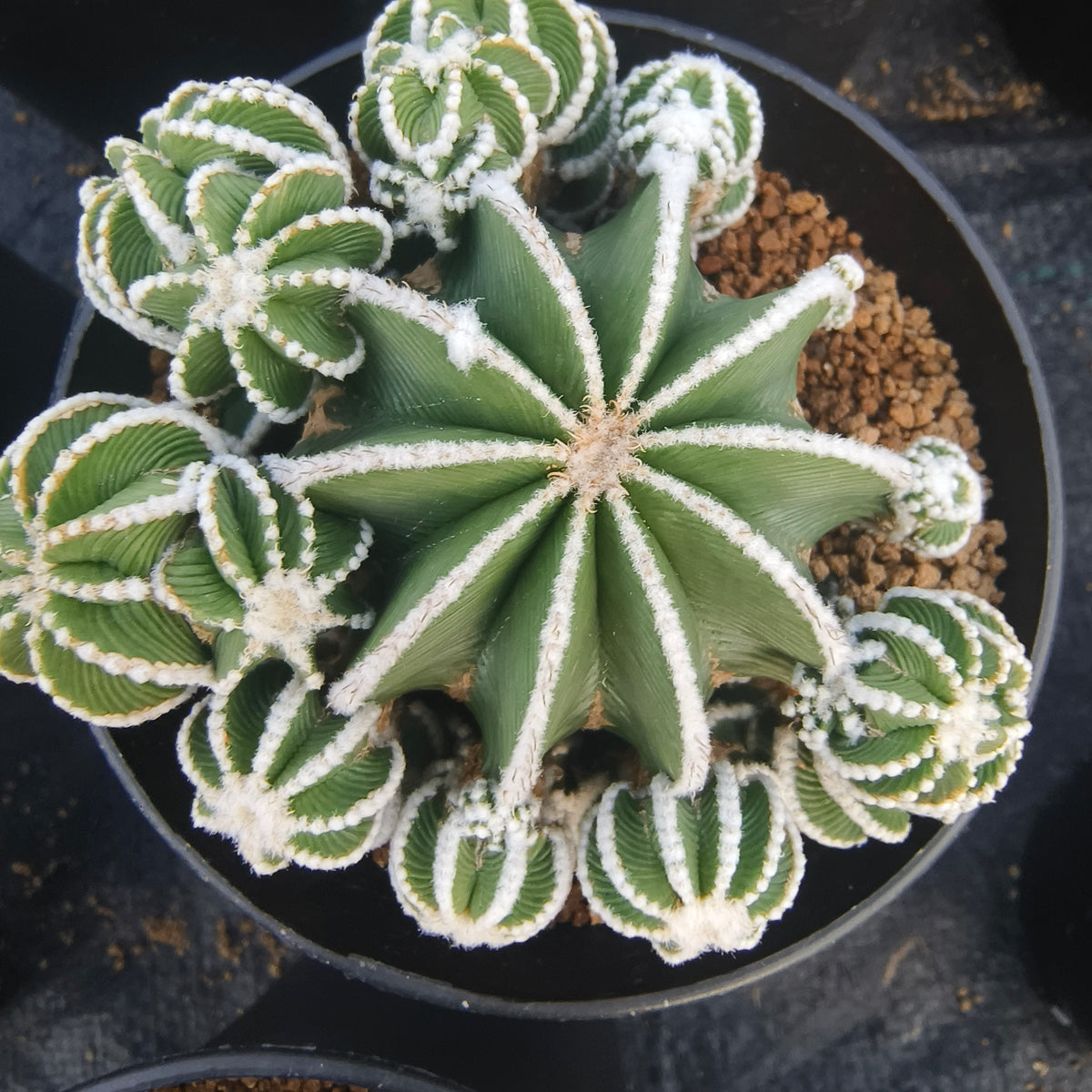Aztekium hintonii-Aztekium-W8-10cm-image-2