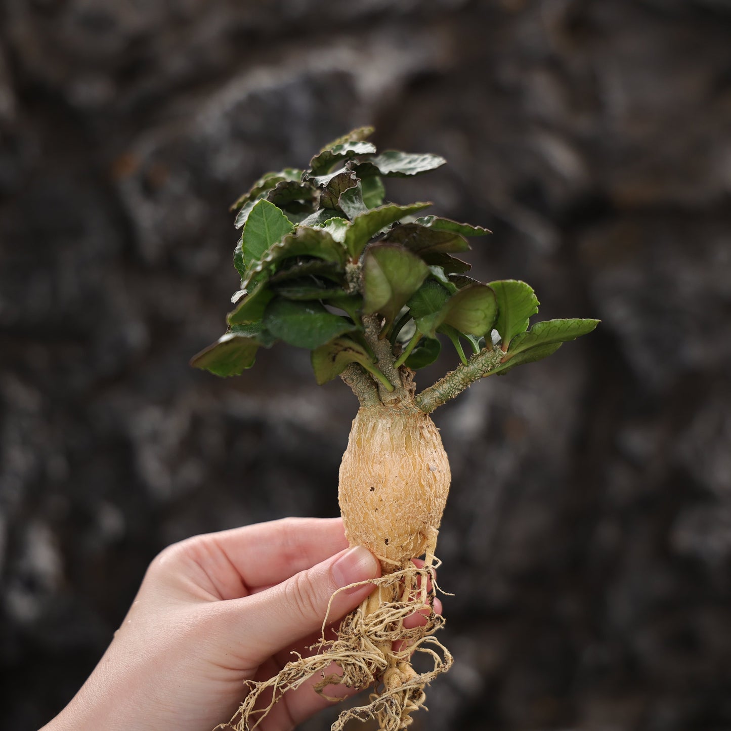 Euphorbia ambovombensis