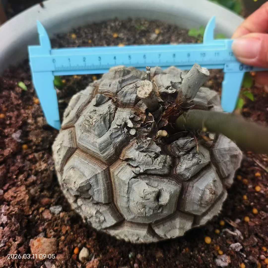 A collector-grade Dioscorea elephantipes caudex plant, featuring a perfectly symmetrical football shape and deeply fissured armor-like geometry. Quality seed-grown specimen, 11.5cm in size.