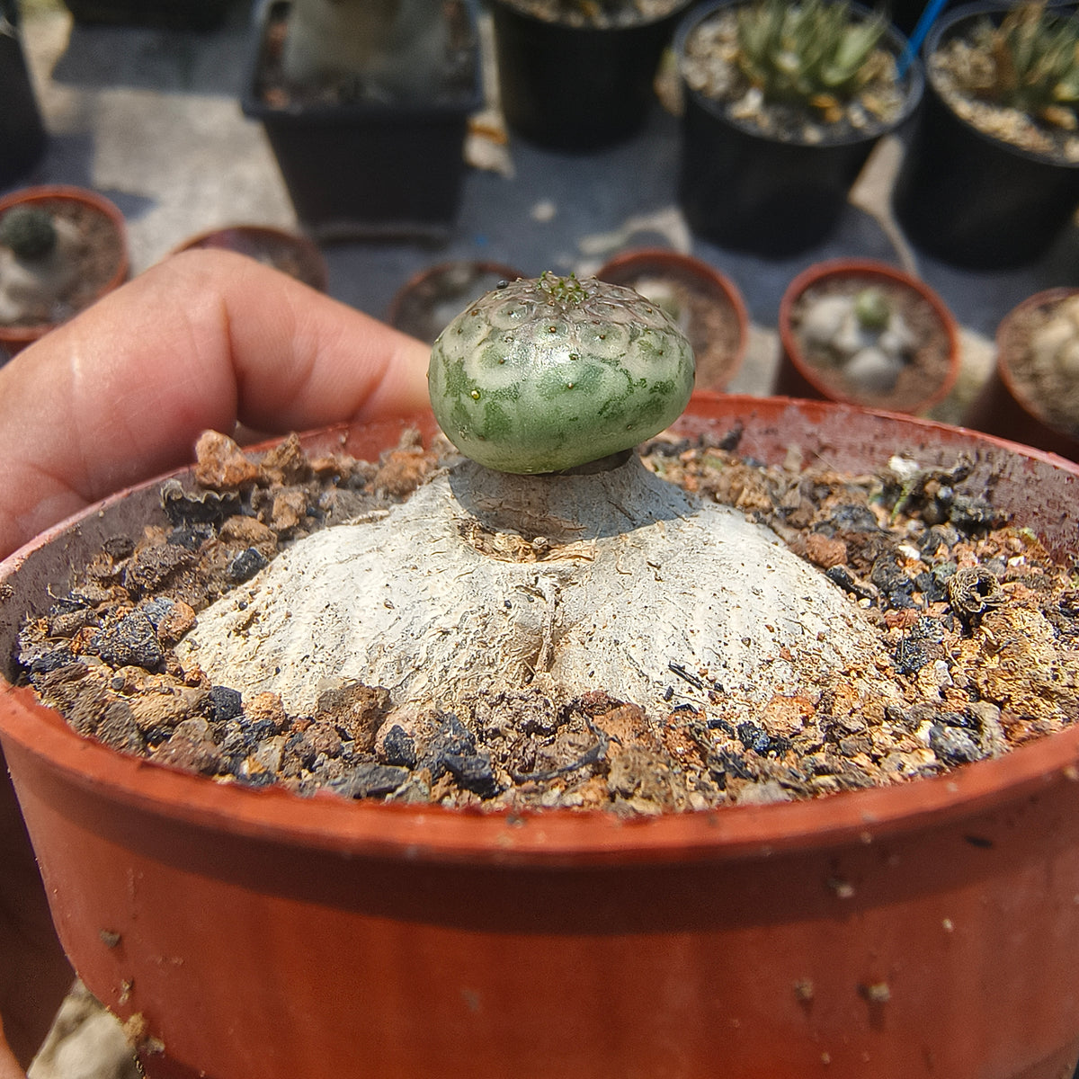 Euphorbia turbiniformis-Euphorbia-W1.5-2cm-image-2