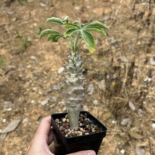 Jatropha fissispina