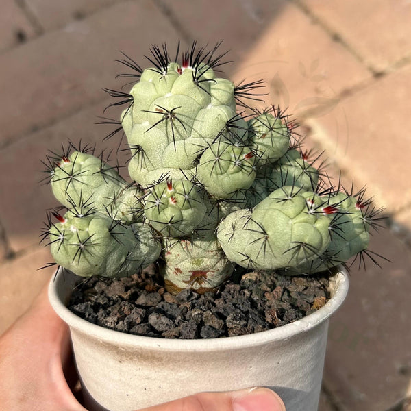 Ortegocactus macdougallii