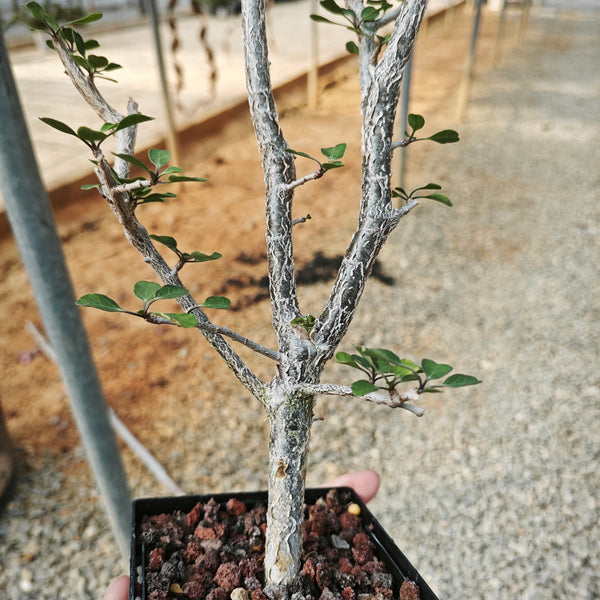 Euphorbia agatheae