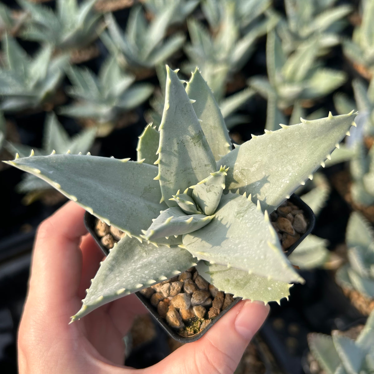 Aloe pillansii-Aloe-W6-7cm-image-2