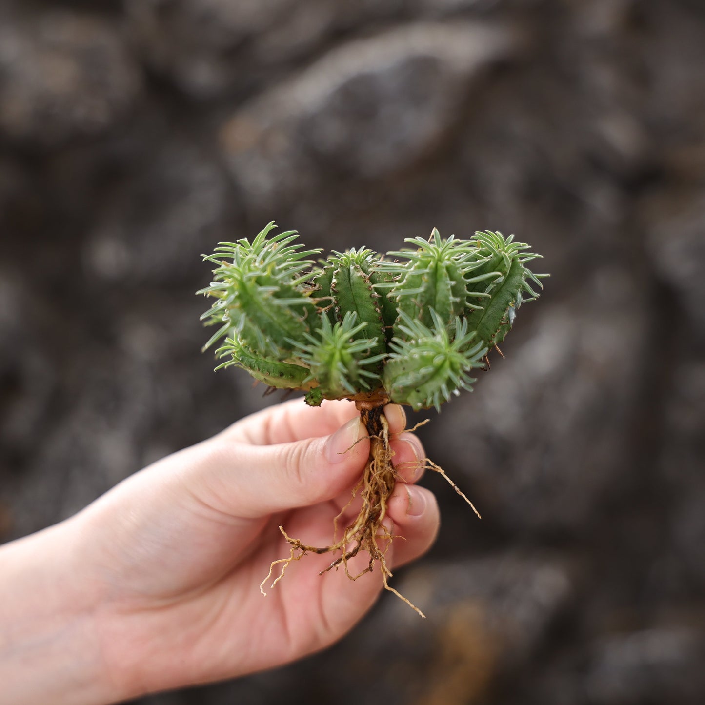 Euphorbia fimbriata hybrid
