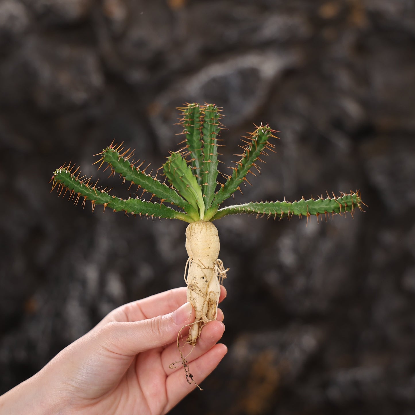Euphorbia micracantha
