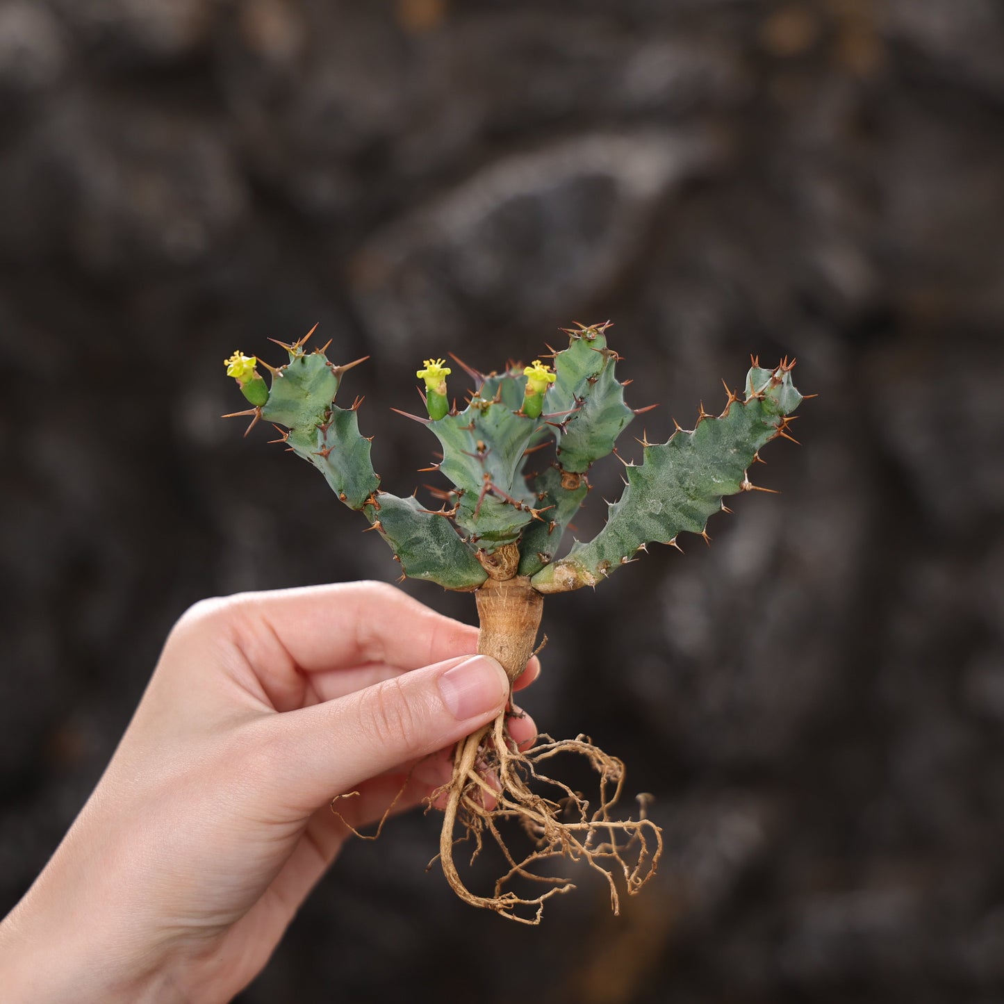 Euphorbia clavigera (blue multi-headed ssp.)