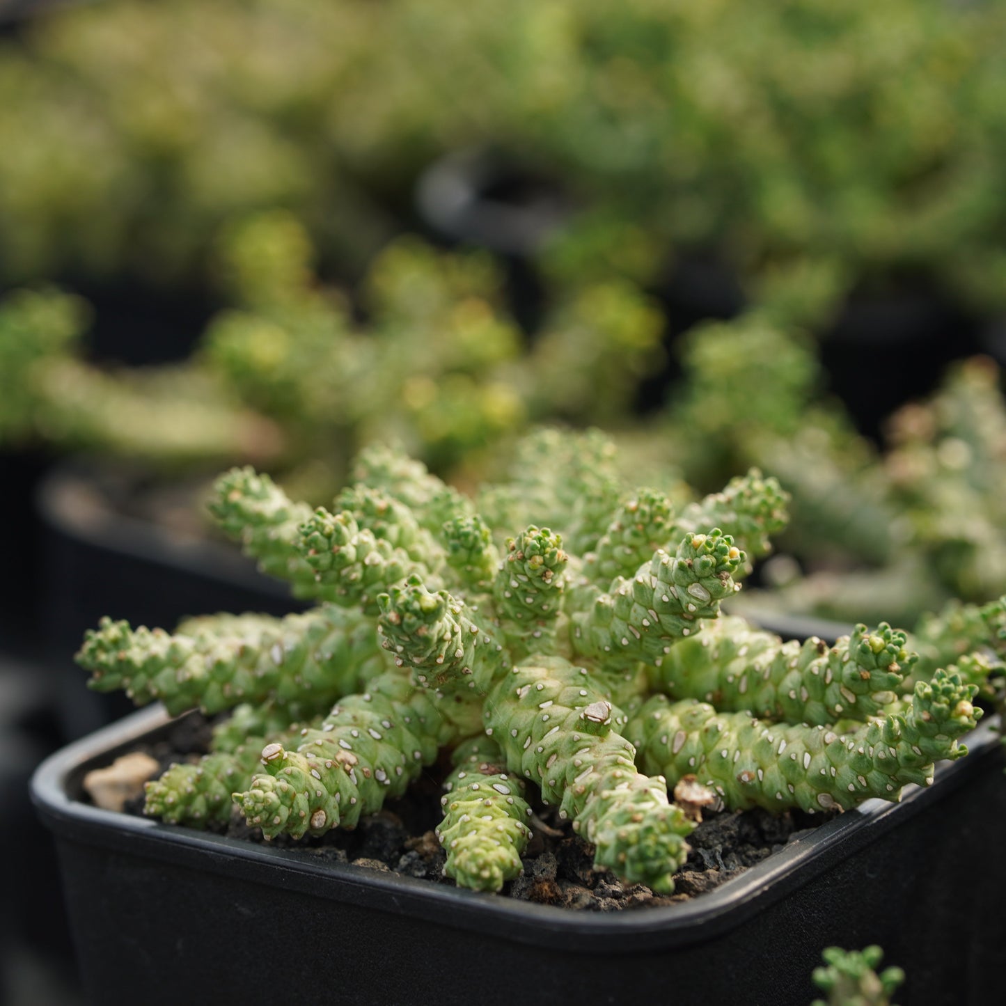 Euphorbia brevirama 5Pcs