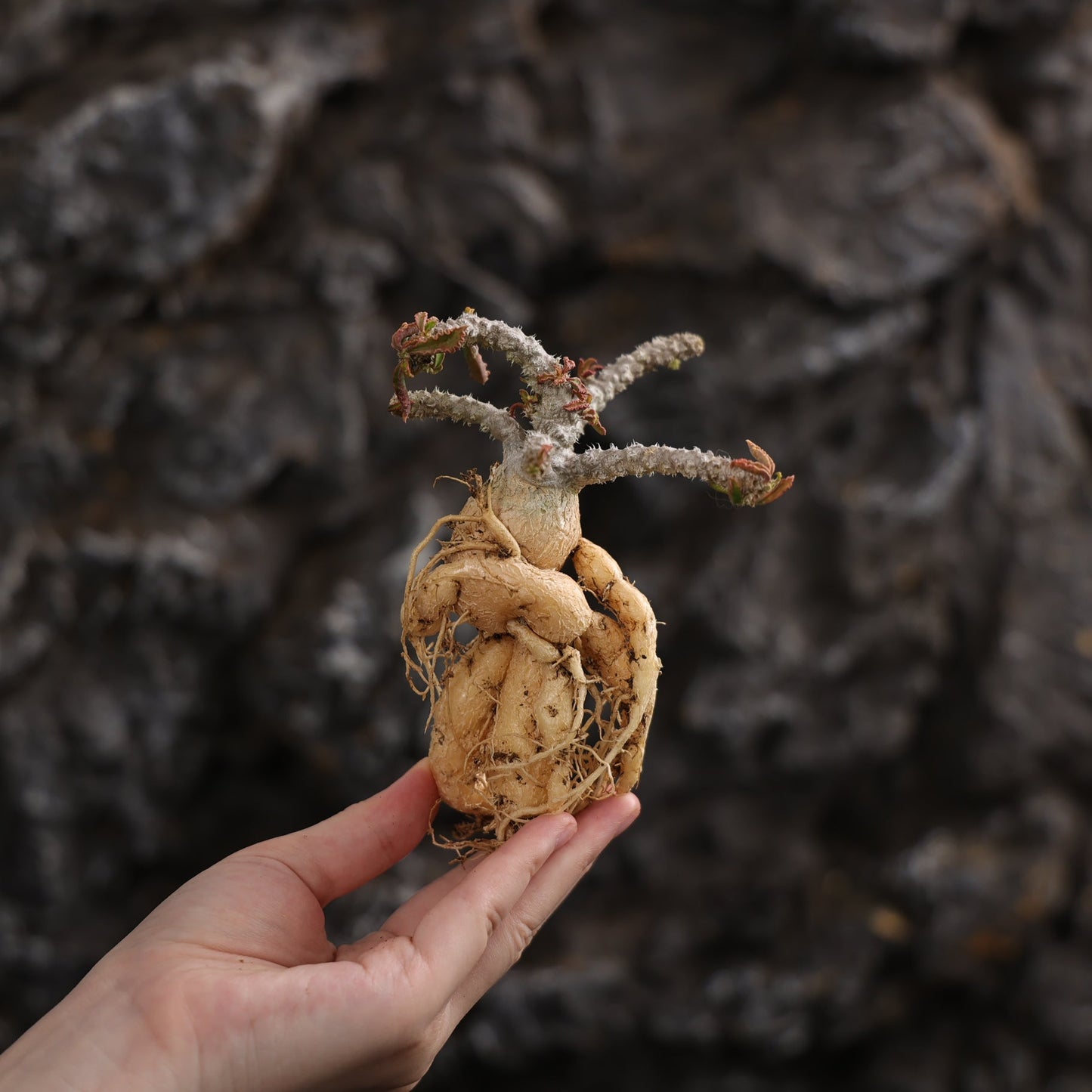 Euphorbia capsaintemariensis