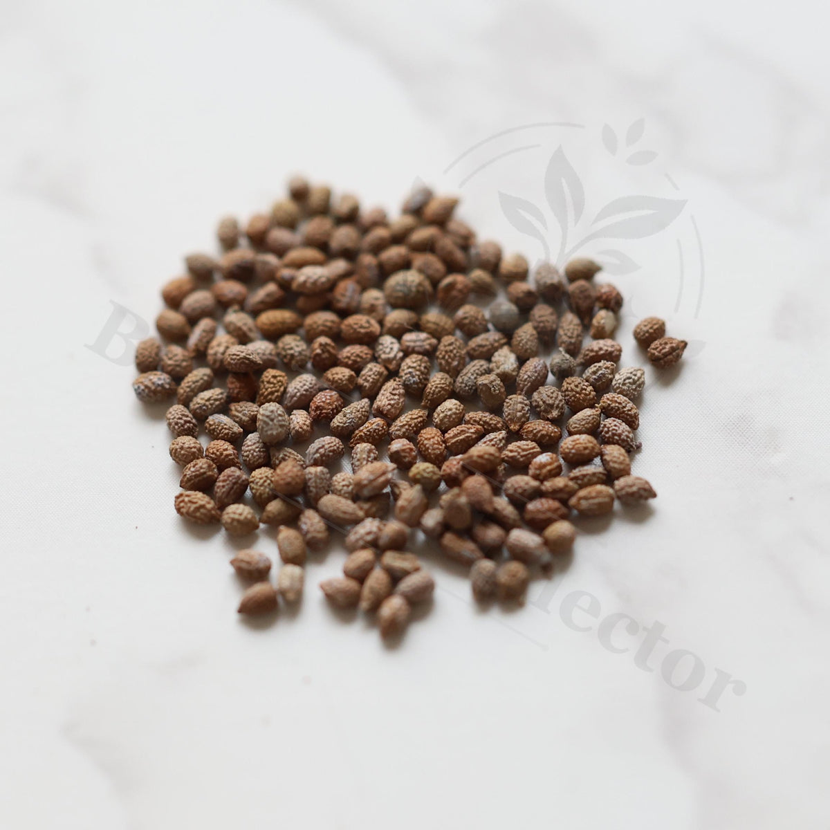 Euphorbia ambovombensis Seeds — Euphorbia — 2026 seed listing — 1 Seed — image 1: loose seeds displayed on a light background