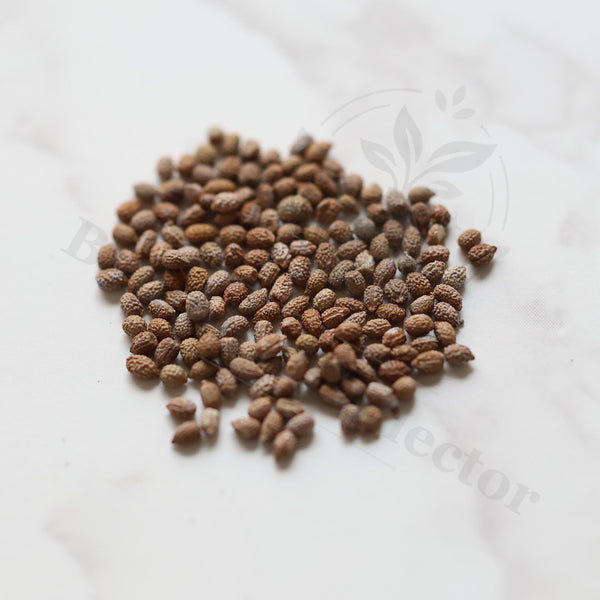 Euphorbia ambovombensis Seeds — Euphorbia — 2026 seed listing — 1 Seed — image 1: loose seeds displayed on a light background