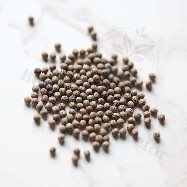 Euphorbia sudanica Seeds — Euphorbia — 2026 seed listing — 1 Seed — image 1: loose seeds displayed on a light background