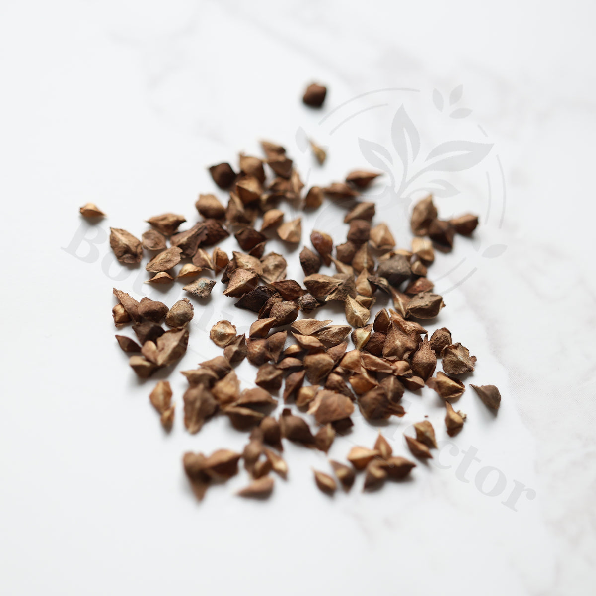 Boswellia nana Seeds — Boswellia — 2026 seed listing — 1 Seed — image 1: loose seeds displayed on a light background