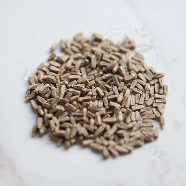 Monadenium stoloniferum Seeds — Monadenium — 2026 seed listing — 1 Seed — image 1: loose seeds displayed on a light background