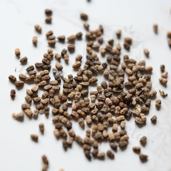 Euphorbia schoenlandii Seeds — Euphorbia — 2026 seed listing — 1 Seed — image 1: loose seeds displayed on a light background