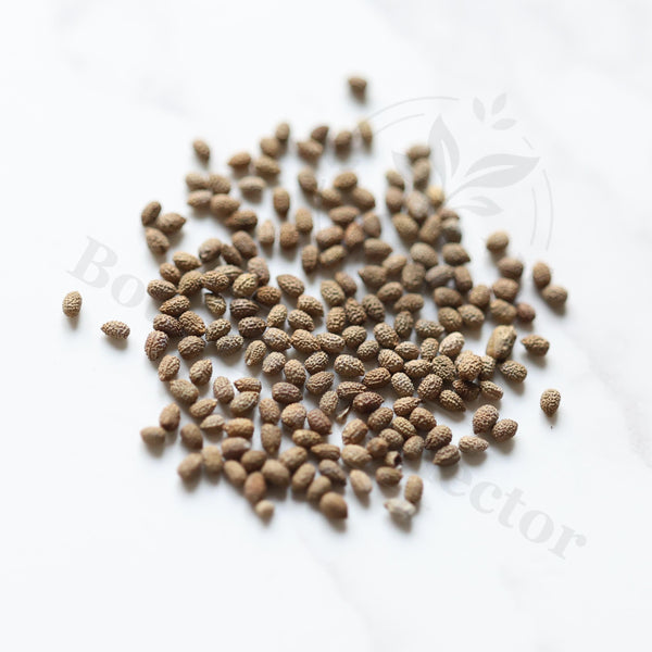 Euphorbia suzannae-marnierae Seeds — Euphorbia — 2026 seed listing — 1 Seed — image 1: loose seeds displayed on a light background
