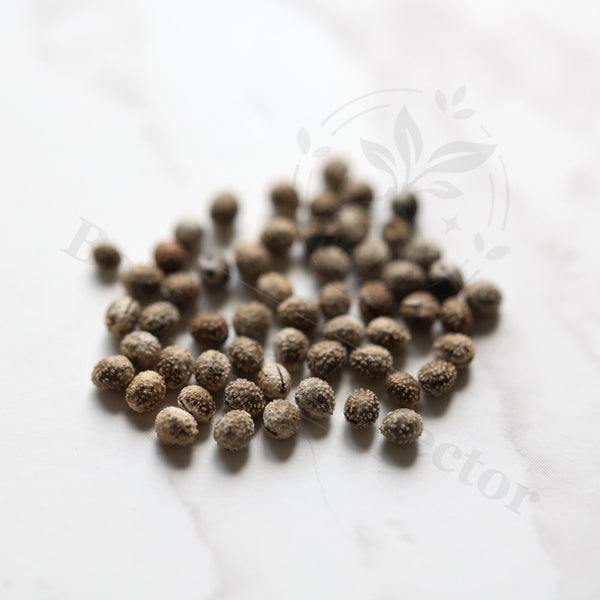 Euphorbia quadrangularis Seeds — Euphorbia — 2026 seed listing — 1 Seed — image 1: loose seeds displayed on a light background