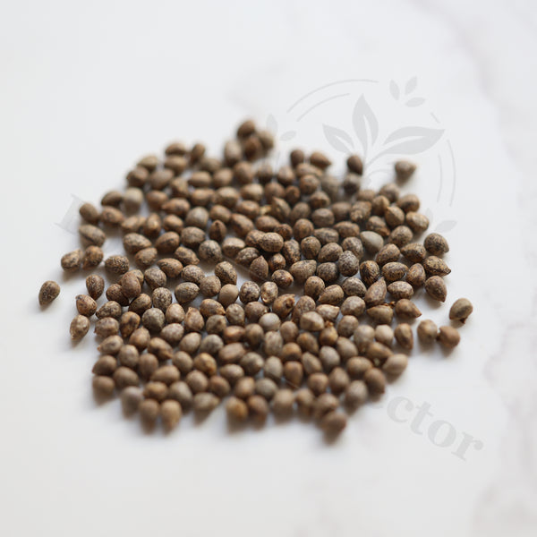 Euphorbia mammillaris Seeds — Euphorbia — 2026 seed listing — 1 Seed — image 1: loose seeds displayed on a light background