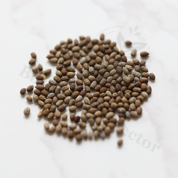 Euphorbia waringiae Seeds — Euphorbia — 2026 seed listing — 1 Seed — image 1: loose seeds displayed on a light background