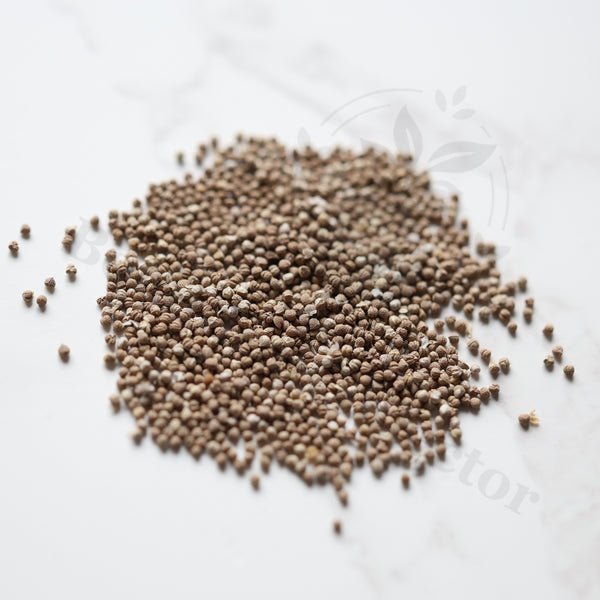 Dorstenia lancifolia Seeds — Dorstenia — 2026 seed listing — 1 Seed — image 1: loose seeds displayed on a light background