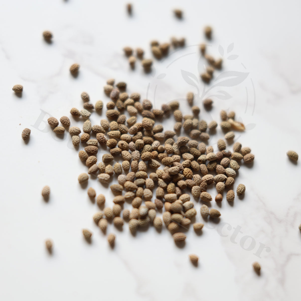 Euphorbia ankarensis Seeds — Euphorbia — 2026 seed listing — 1 Seed — image 1: loose seeds displayed on a light background
