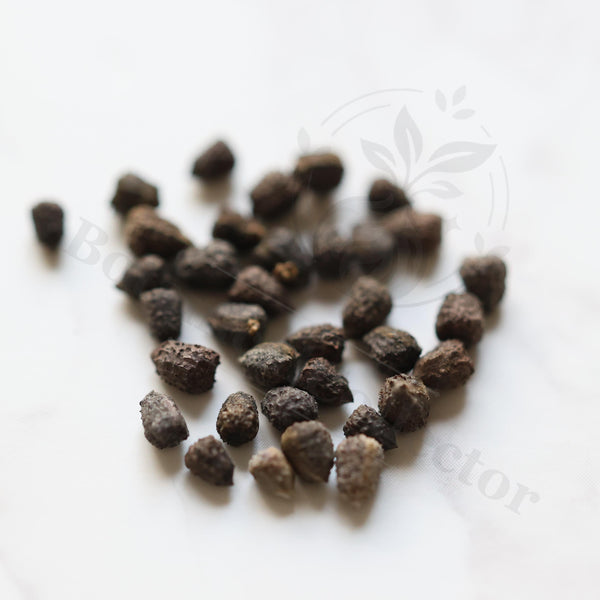 Euphorbia crassipes Seeds — Euphorbia — 2026 seed listing — 1 Seed — image 1: loose seeds displayed on a light background