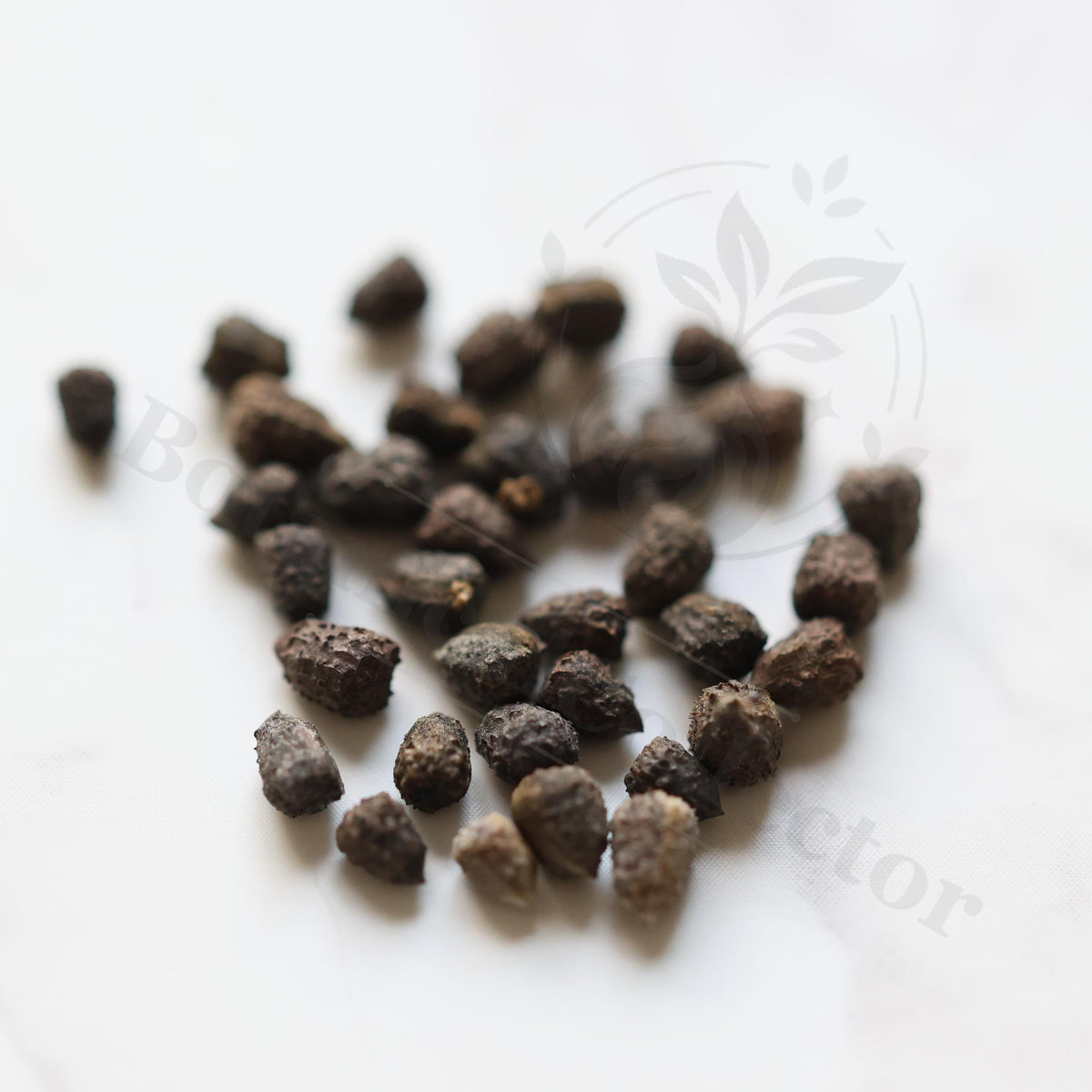 Euphorbia crassipes Seeds — Euphorbia — 2026 seed listing — 1 Seed — image 1: loose seeds displayed on a light background