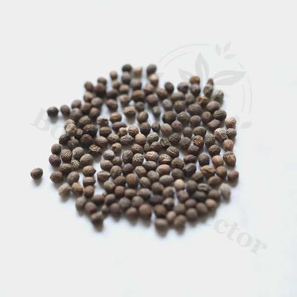 Euphorbia labatii Seeds — Euphorbia — 2026 seed listing — 1 Seed — image 1: loose seeds displayed on a light background