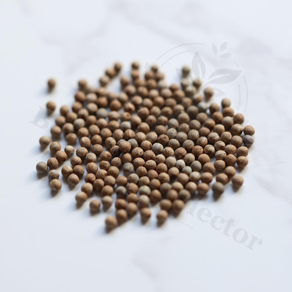 Euphorbia knobelii Seeds — Euphorbia — 2026 seed listing — 1 Seed — image 1: loose seeds displayed on a light background